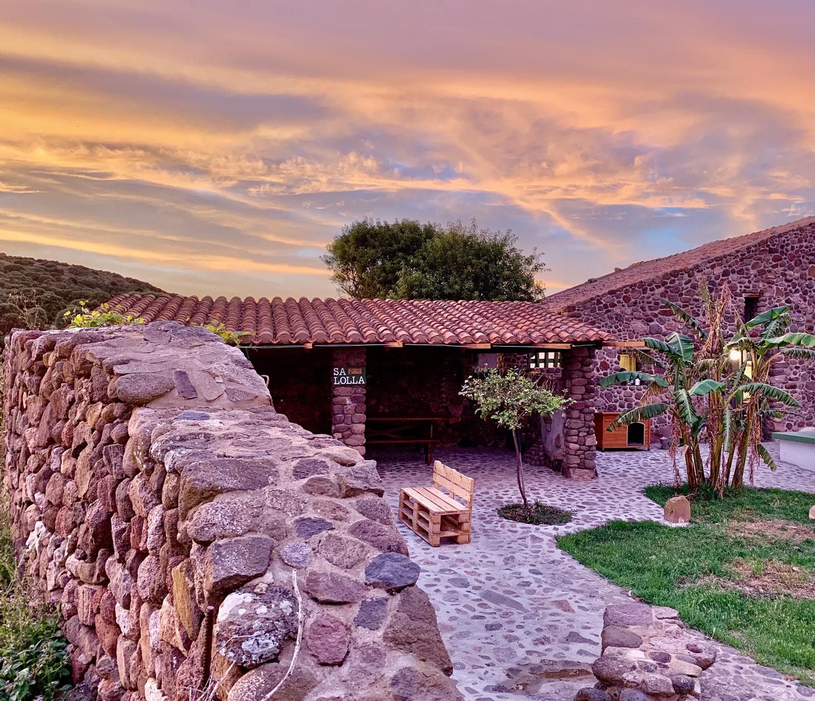House with olive trees in front